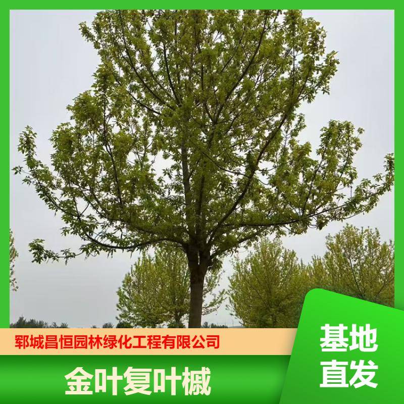 20250418/image/fay5fy2jintwwie1z6mw8d85j8x6fj5raqjee3gunzbsrm82ba1dpagteyl. Jpg