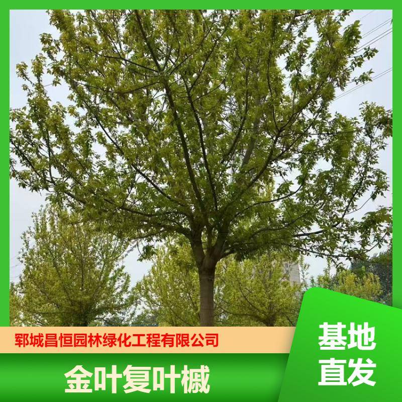 20250418/image/km1itlyi9jkjt2jthyok1goufcouzlxdnnwipopm2lpi2m4wmoxoorymj. Jpg