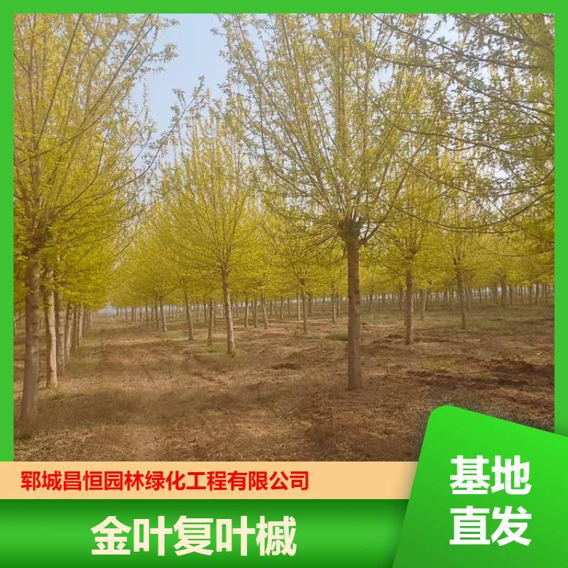 20250418/image/hdqo5uqmuqpowycurzwcpods3te3gnlyksdyiowsitx4c0suhi3lxt7ocyl. Jpg