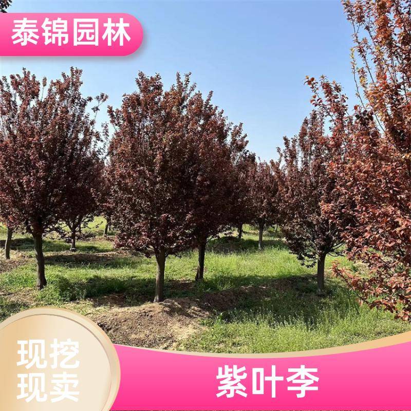 2020411/images/3xyiyreptfqzbkjjjeynibdgzmvy536sow9w0h6s8. Jpg