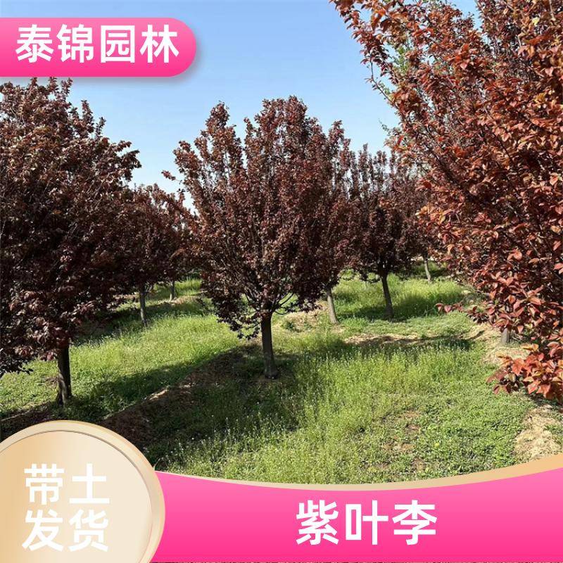 2020411/images/aaikt2erwp5isnh5xpgyewqixk5iwqkb2g5tej86. Jpg