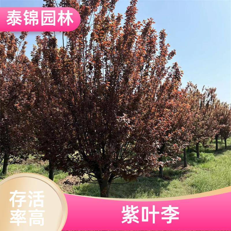 20230411/images/0tluwn/2011/5v81ailix7roljnmp0bkcgubwcii4n. Jpg