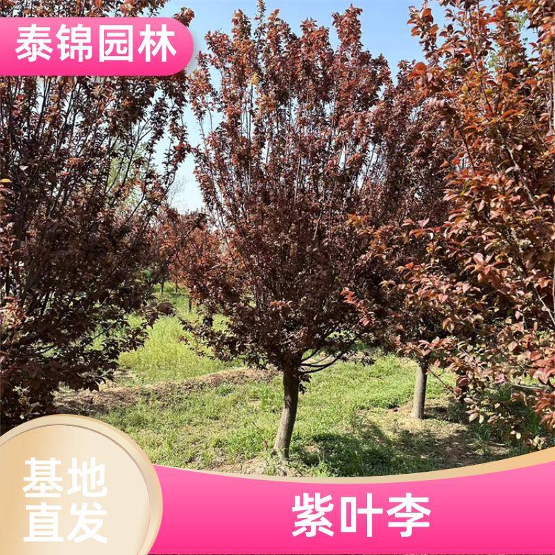 2020411/images/452 mlbqdrkw4p7smaesriwldn2izvbxjr5mfmno. Jpg