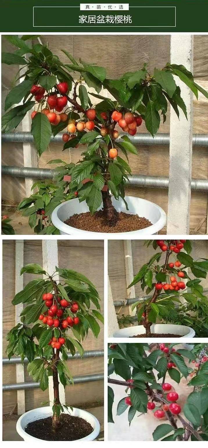 20230919/image/scni3mdtwlgaks8ryxk2a. Jpg