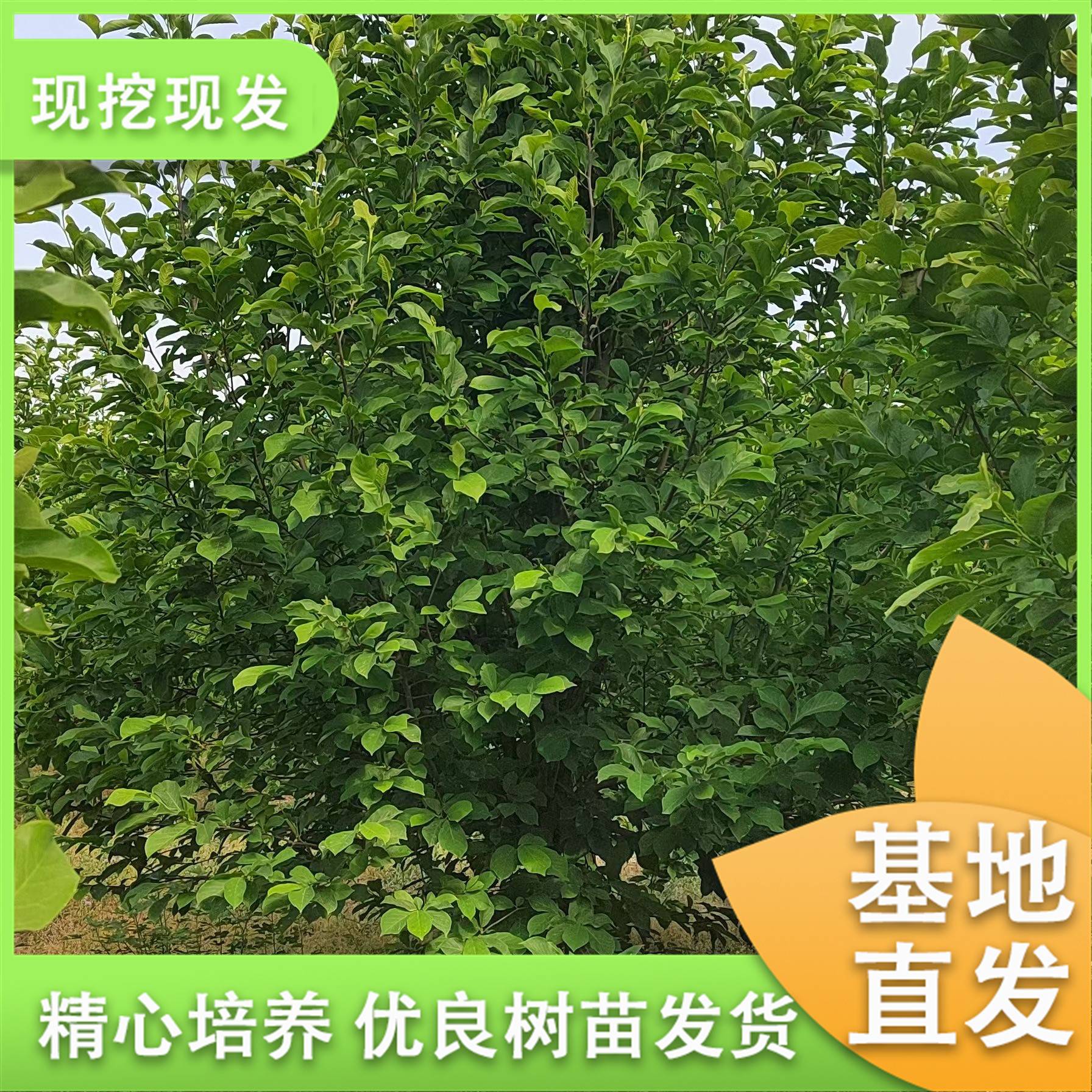 20250513/image/livrz18bwdobd36u14ny. Jpg