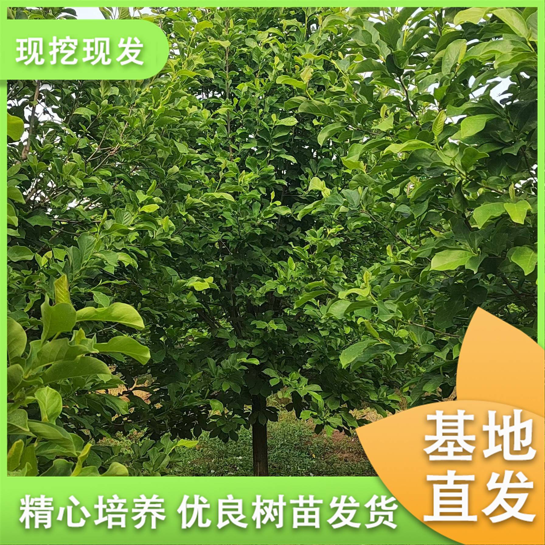 20250513/image/oaqz50wl9maf859x4r17s. Jpg