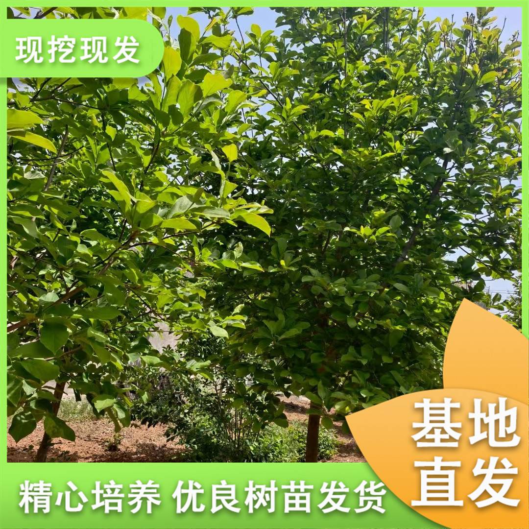 20250513/image/8sx2sac0poooduqls9s5cbt. Jpg