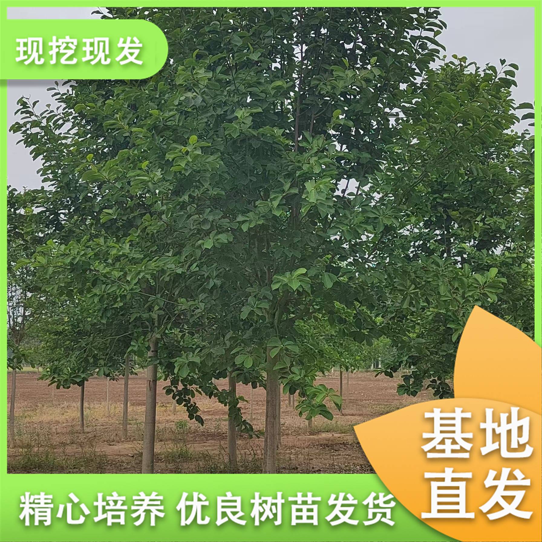 20250513/image/2bqho8wpdw7243pm7jvp67. Jpg