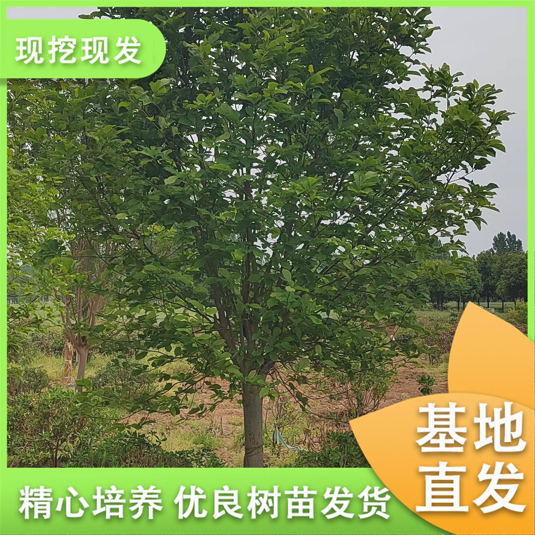 20250513/image/58ad85dgzldlkit9utkkvj. Jpg