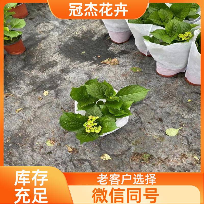 20240314/images/tc8rji6yumuvdqpwxhrysfjd0jbric02j7heyr2a. Jpg