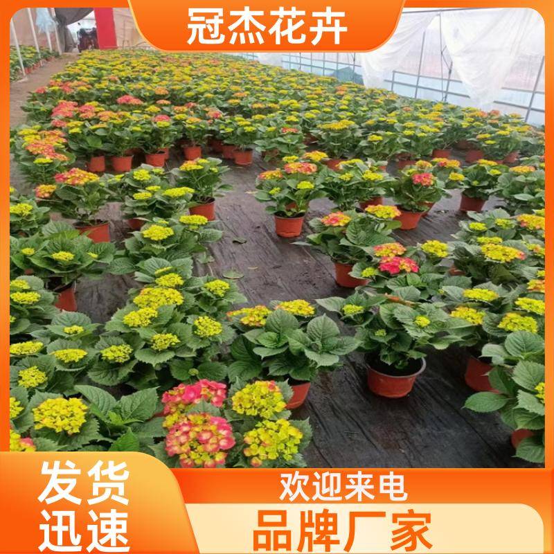 20240314/images/j9pc9exbkdppaauhpaopcv7bcuczsn5oqb63vdy. Jpg