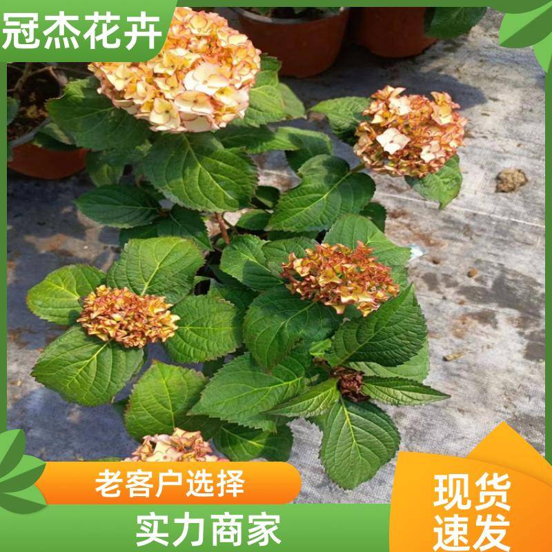 20240314/images/p9xwpxbm6ayf1tfyvkj1zuwxsyysfpxcysk4ho. Jpg