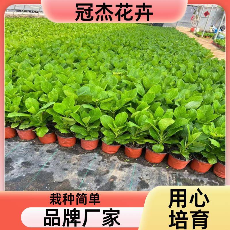 20240314/images/gghorgkfsmyldweto79ydl8d95b3sv4kbf6edvna. Jpg