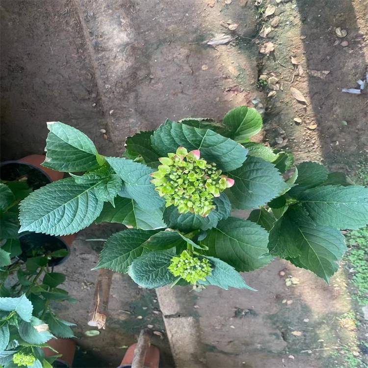 20240314/image/8t73725qy1dtay2owpo6e. Jpg