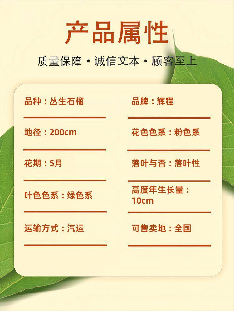 Detail pages/20250506/54jpcifbapkq6ld4twyqbrg6qujzucxeh0renob767m okeoa9u8oyzo9sz. Jpg