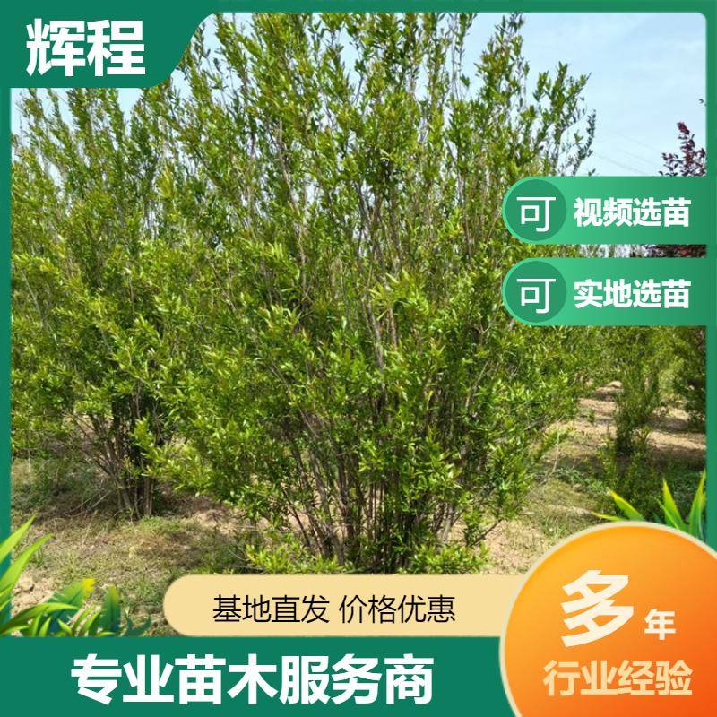 20250056/image/lwz7ox6xhczaecpsd4rg1ebwx2lfkaqmilfkoq3svxlcwunzvnel7yrrt. Jpg