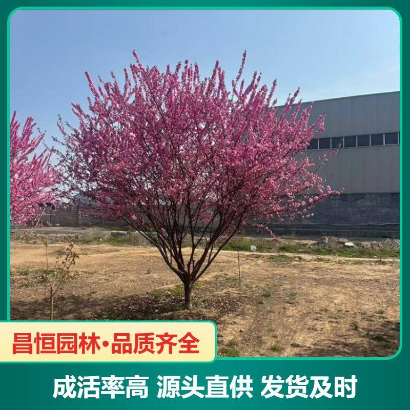 Image/506c1df4502d900197d6259b5d2376e. Jpg