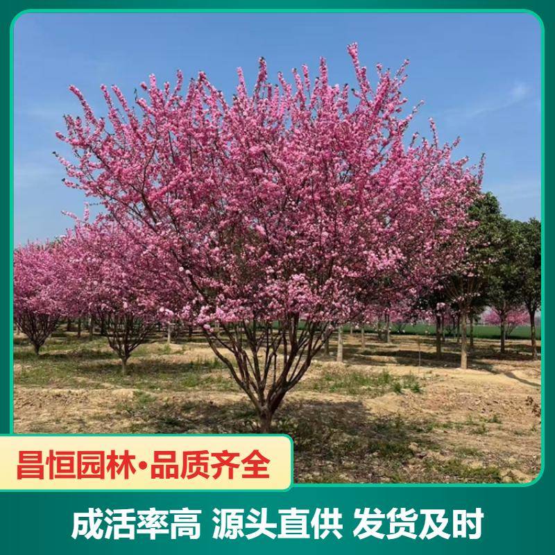 Image/763eec411ae5cde943423dd36f7159. Jpg