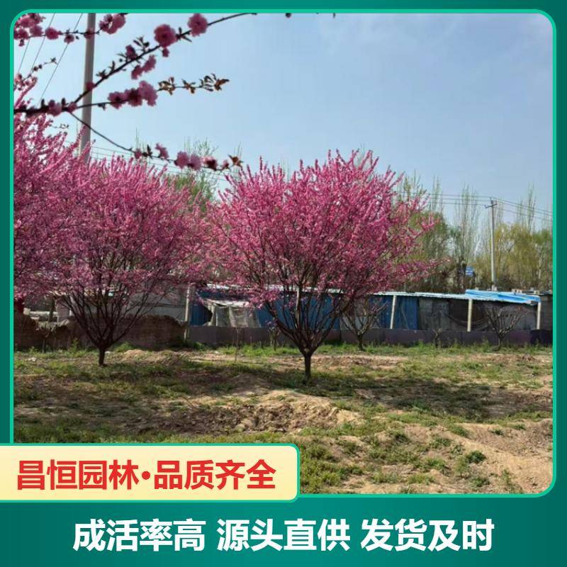 Image/b2dcc5f7ba9865c5903d4521d6f852. Jpg