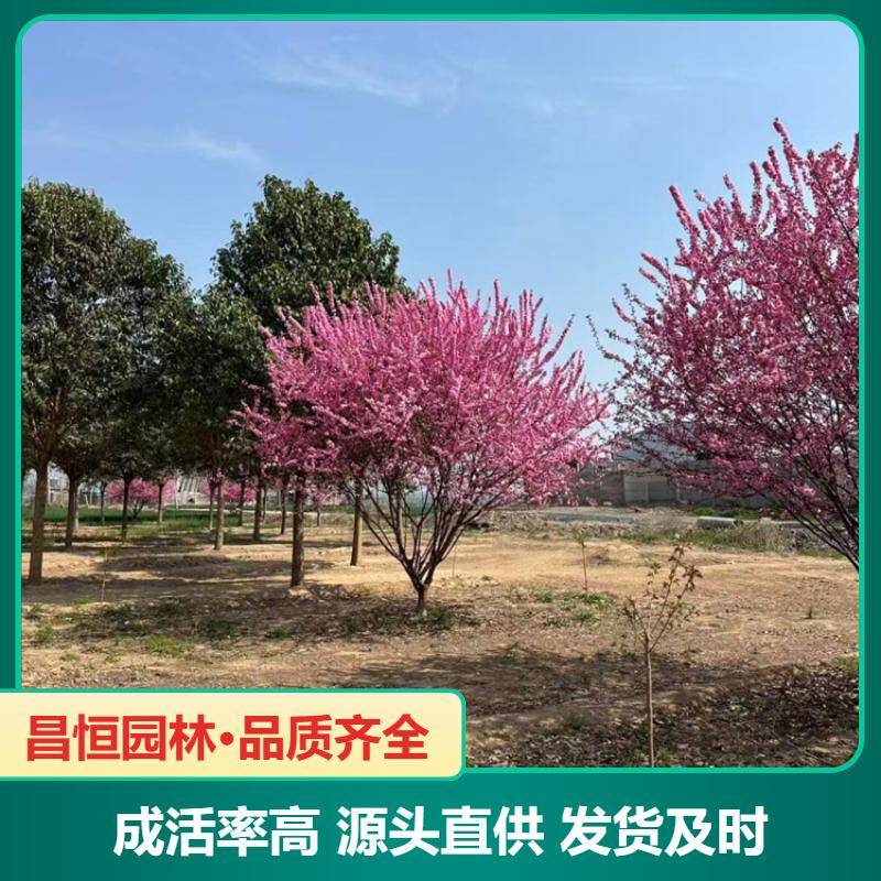 Image/f8990869ed 371b08253de7b4eb4f54e8. Jpg