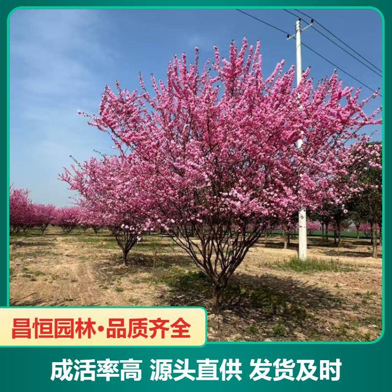 Ipage/ca80ff87481dff09d9ef2304d513814. Jpg