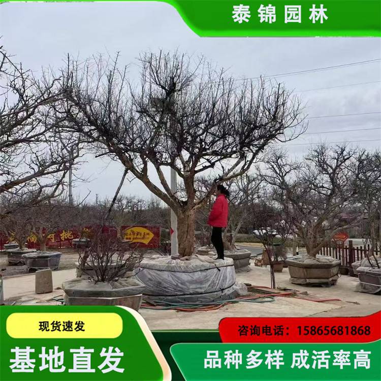 20250409/image/9lu4mzf2wanarvvzc295vf.jpg