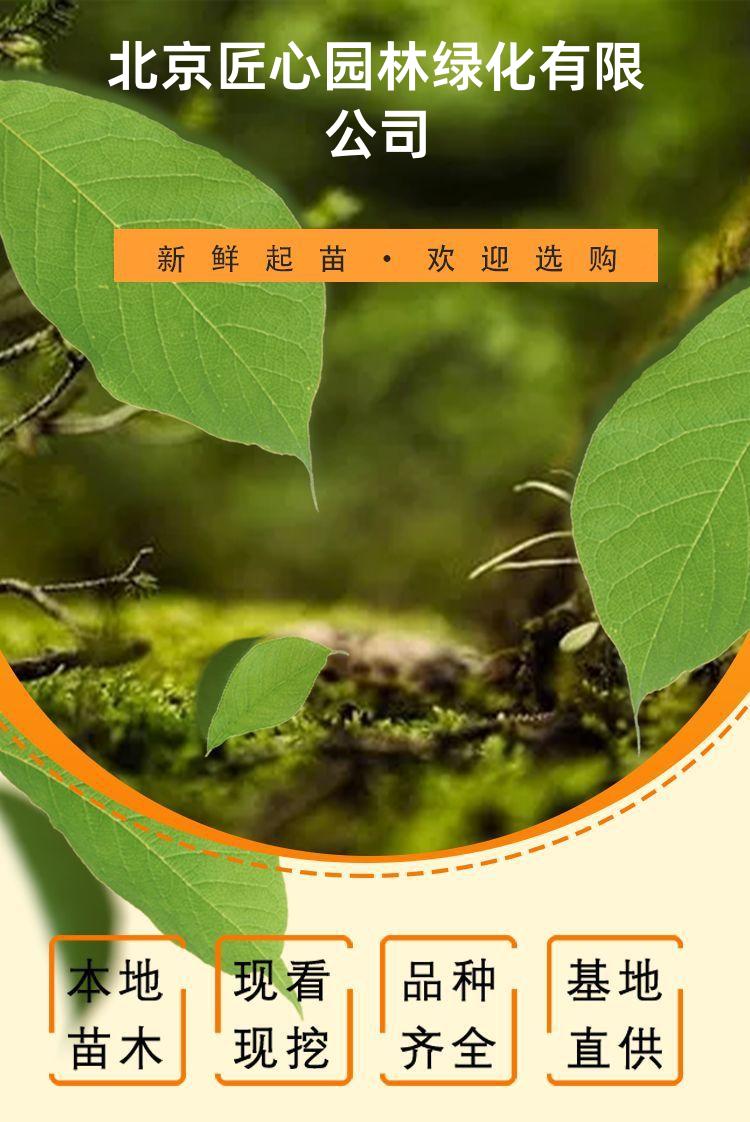 detail_pages/tmp/swybgHoe3NJVCRBtFmdpsumM2HsOQpRaDVoba1QPp0dSpawDG5EnlQXUrArX.jpg
