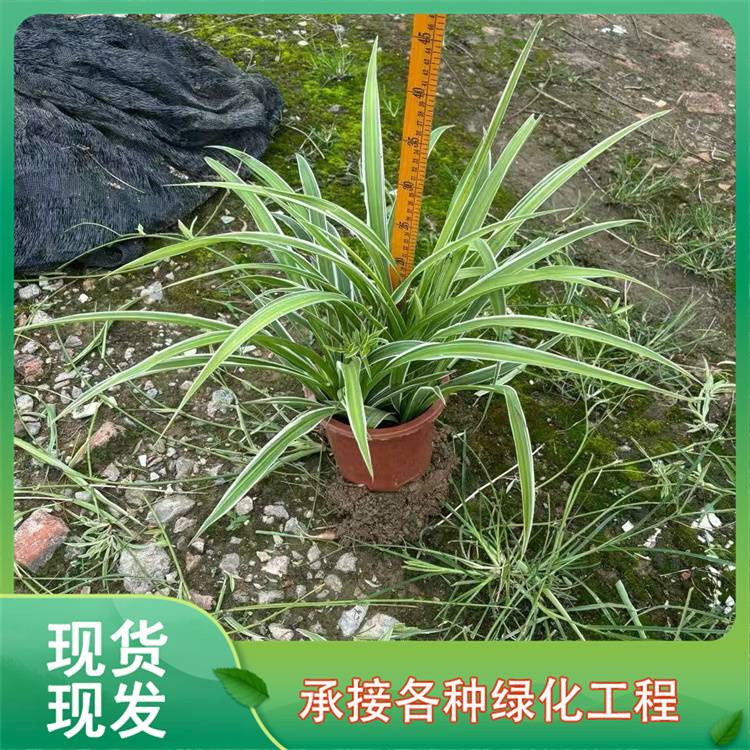 2060519/image/zh3e6pt388ezx15ybysc6. Jpg