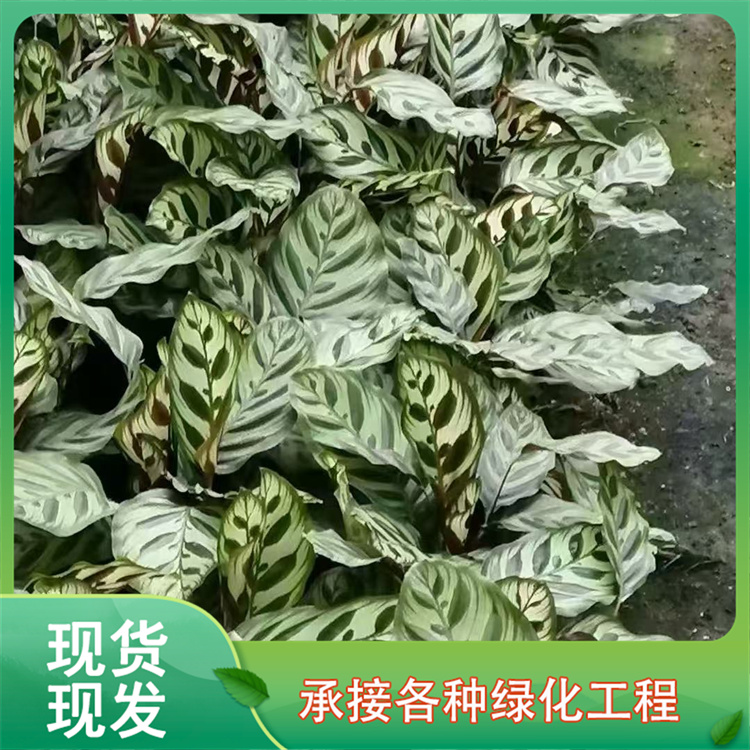 2026052/image/agw4x7b61j6cwh4ef6h4b. Jpg