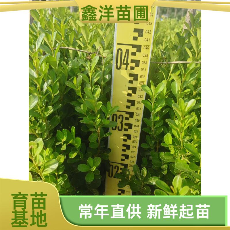 Ipage/82e0a4ce05bfe7eec04464d462a9568c. Jpg