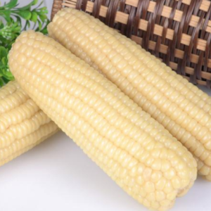 天顺瓜菜图3