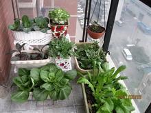 阳光地带阳台菜园图4