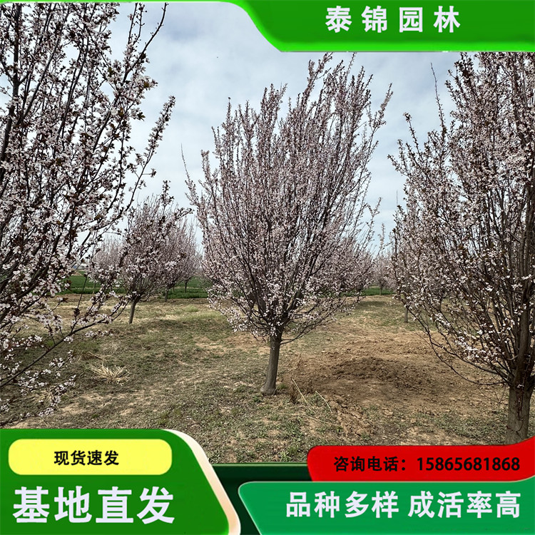 20250409/image/mbis9g4ynytqf4hckgj4e.jpg