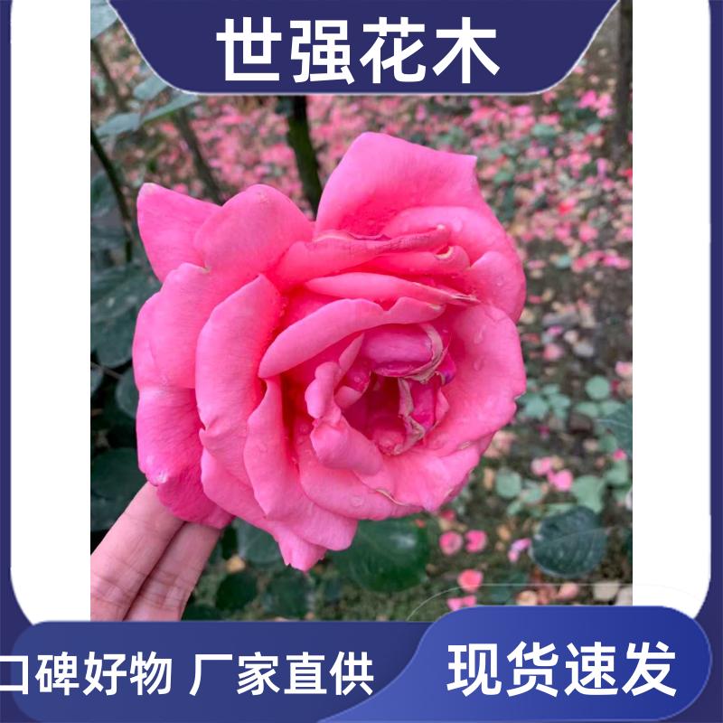 image/8638cd5d11a13def8da37a461376f545.jpg