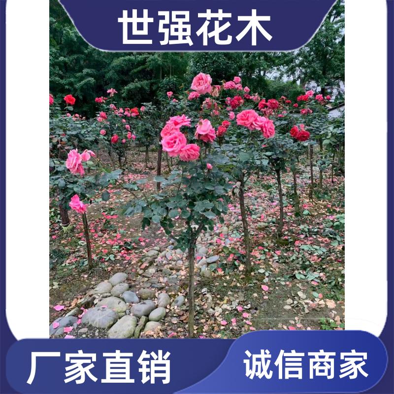 image/a2d7a749577f4d95c61b929ac148e20c.jpg