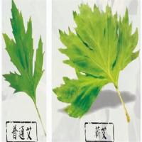 李时珍蕲艾生活馆
