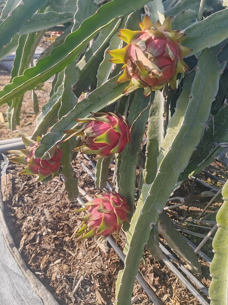 火龙果大棚种植技术
