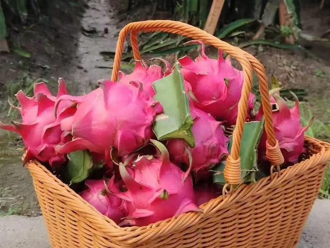 火龙果大棚种植技术