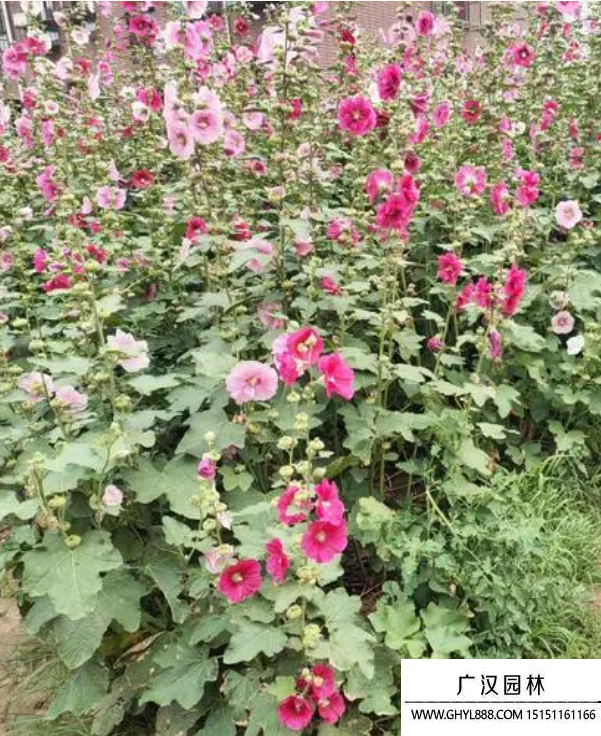 自己天竺葵种子种植方法