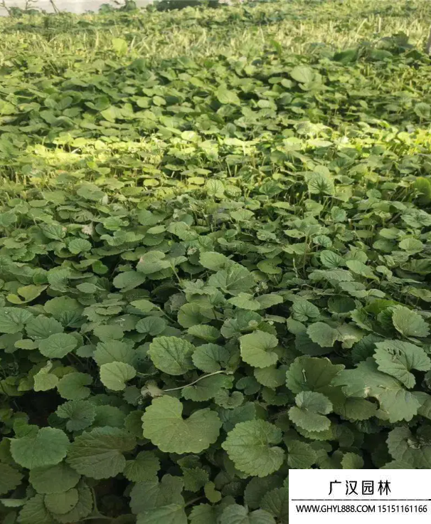 自己天竺葵种子种植方法