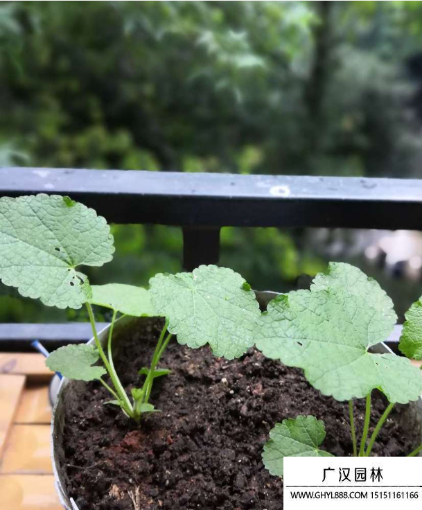 自己天竺葵种子种植方法