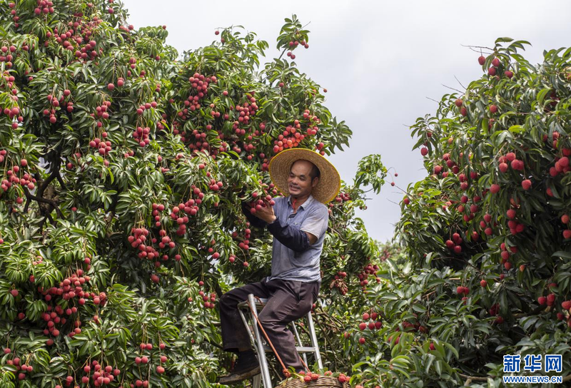 荔枝种植技术视频