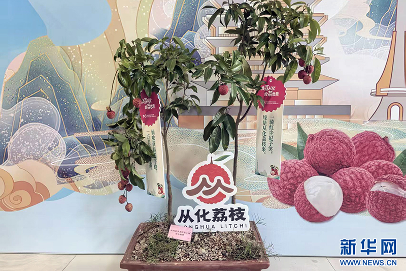 荔枝种植技术视频