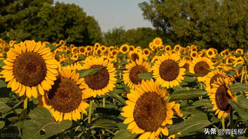油葵芽苗菜种植技术
