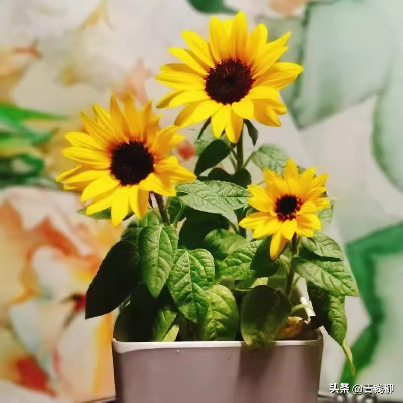 油葵芽苗菜种植技术