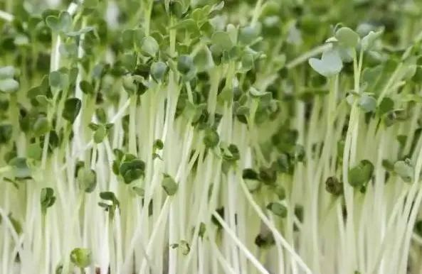 油葵芽苗菜种植技术