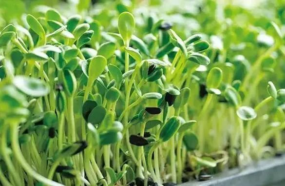 油葵芽苗菜种植技术