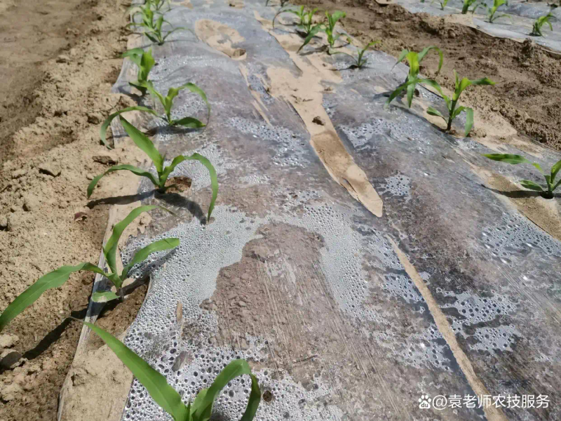 粘玉米种植技术