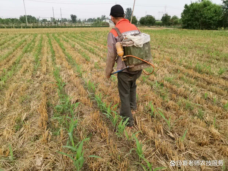 粘玉米种植技术