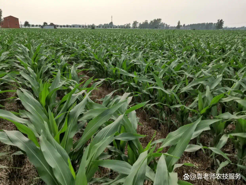 粘玉米种植技术